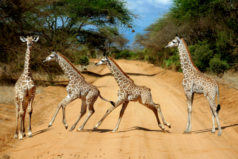 Big 5 Safari
