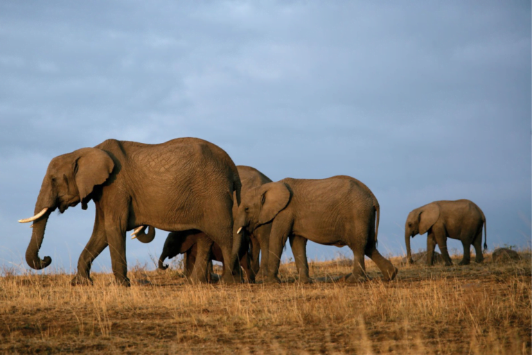Big 5 Safari