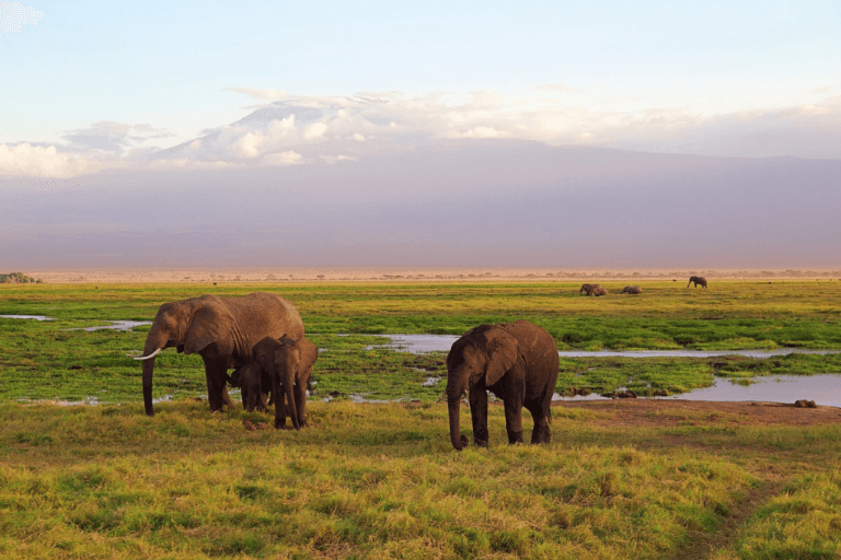 Big 5 Safari