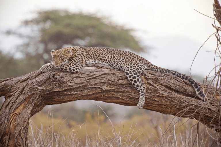 Big 5 Safari