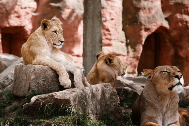 Big 5 Safari