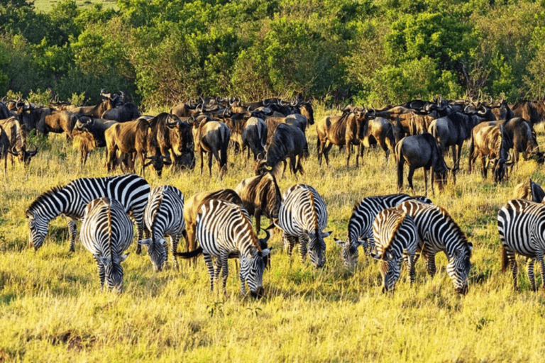 Big 5 Safari