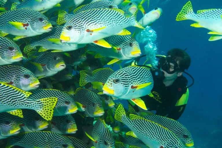 LiveAboard Australia