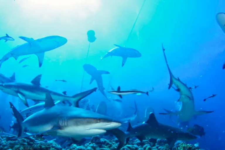 LiveAboard Australia