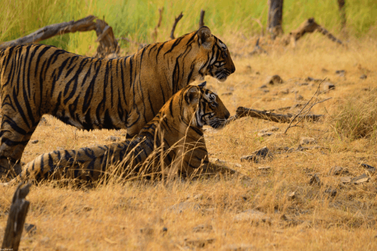 Ranthambore Tiger Safari