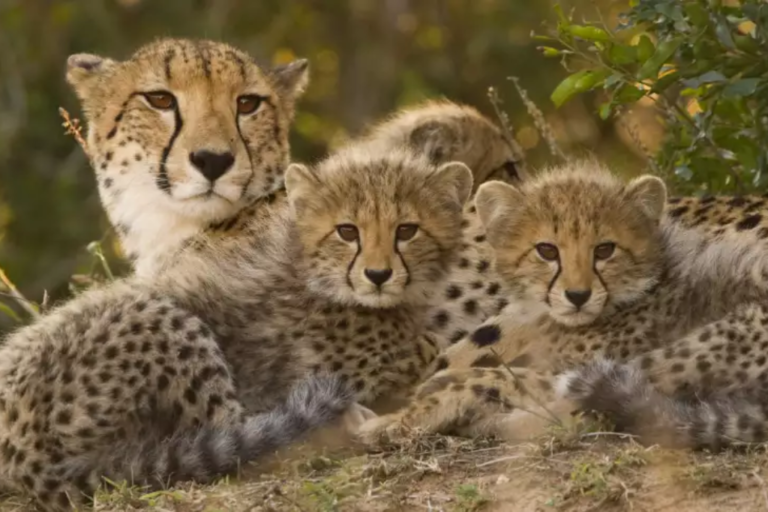 Kruger Game Drive