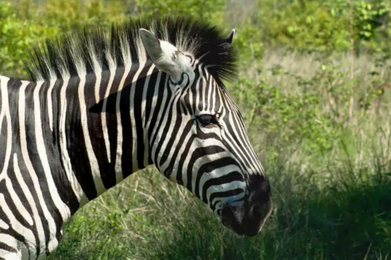 Kruger Game Drive