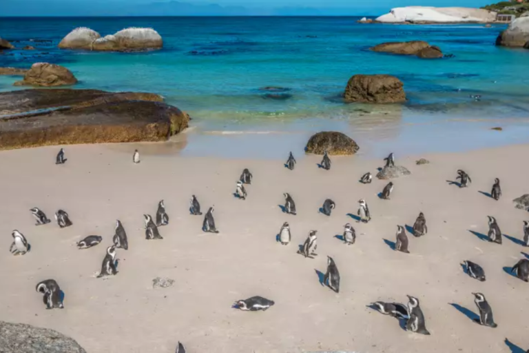 Cape of Good Hope, South Africa