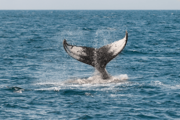 Humpback whales