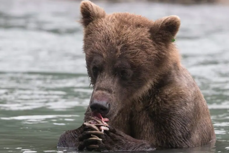 Alaska
