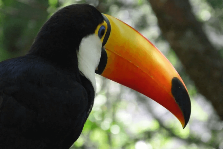 Puerto Iguazú