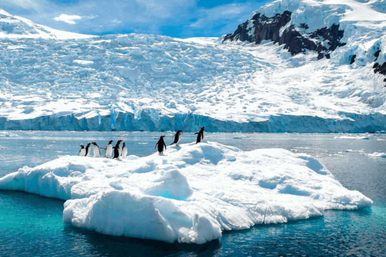 Antarctic Experience