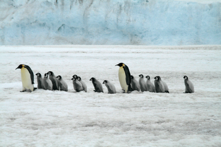 Antarctica