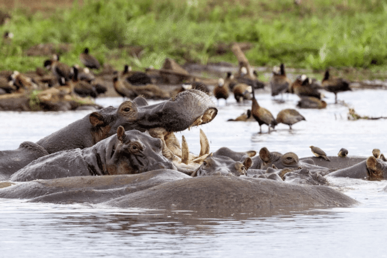 Arusha & Lake Manyara