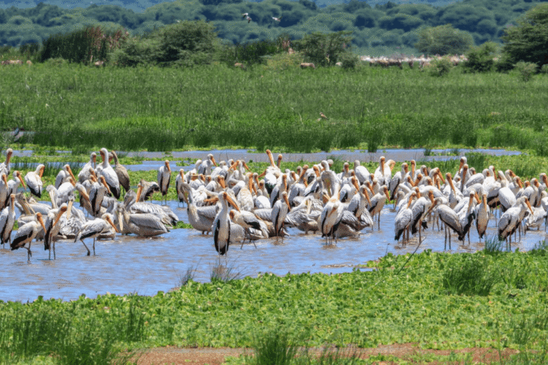 Lake Manyara & Serengeti