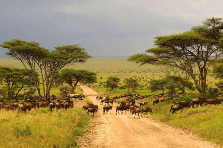 Serengeti
