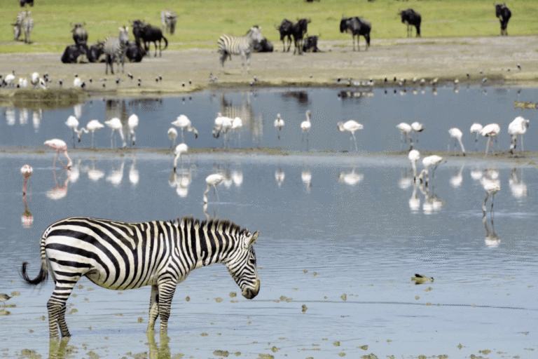 Ngorongoro