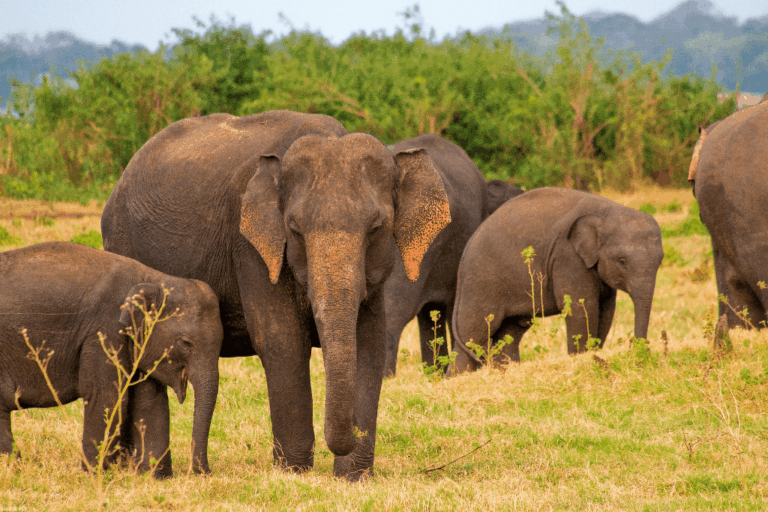 Yala National Park