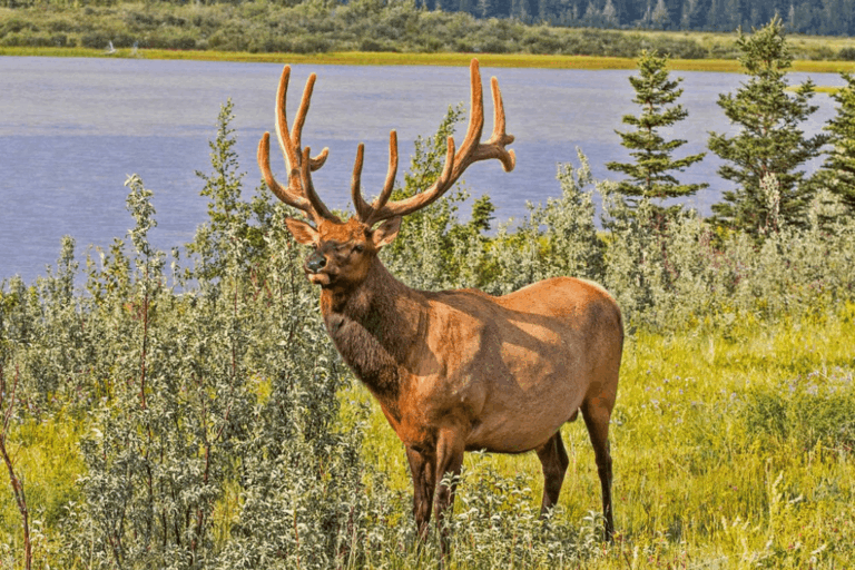 Banff National Park