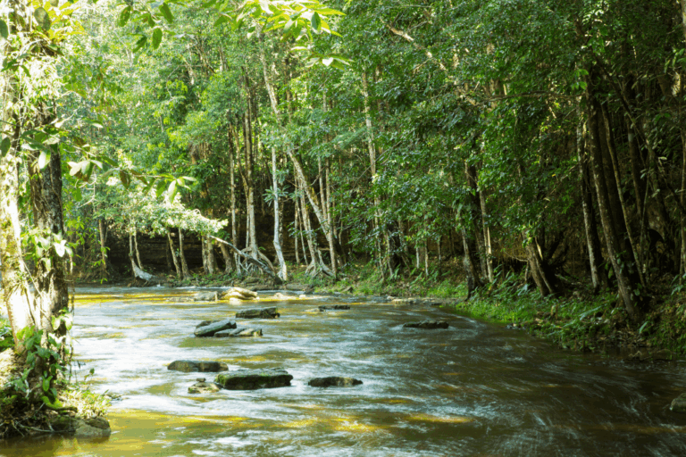 Amazon Rainforest