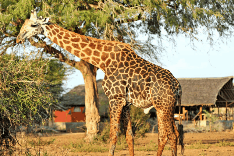 Satao Camp Tsavo East